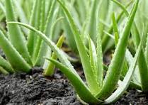 ALOEVERA