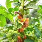 ASHWAGANDHA PLANT