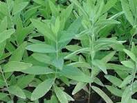 SANDALWOOD PLANT