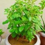 TULSI PLANT